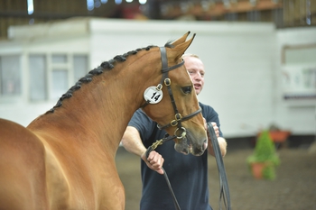 BRITISH BRED JUMPERS HAVE A PROMISING LOOKING FUTURE 